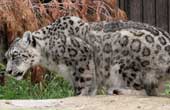 Clouded Leopard