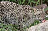 Persian Leopard