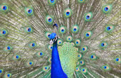 Peacock at Kew