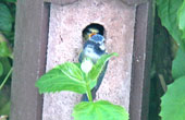 Bluetit in nest 2008