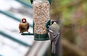 Peace on the bird feeder