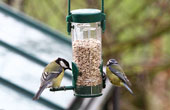 Feb 2011 bird feeder