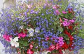 July Hanging Baskets