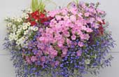 July Hanging Baskets