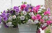 August Hanging Baskets