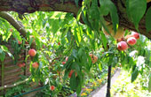 Peaches on every branch 2011
