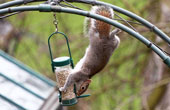 Squirrel stealing bird food!