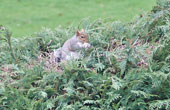 Grey Squirrel Jan 2009