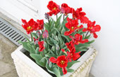 Tulips April 2009